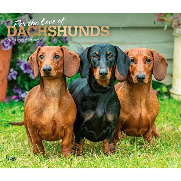 For The Love Of Dachshunds Deluxe Calendar 2027, Deluxe Calendars, Month To View, Dogs, Gift