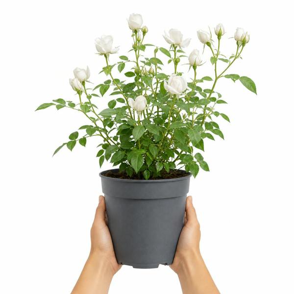 3L White Patio Rose in Decorative Pot Outdoor & Garden Plant