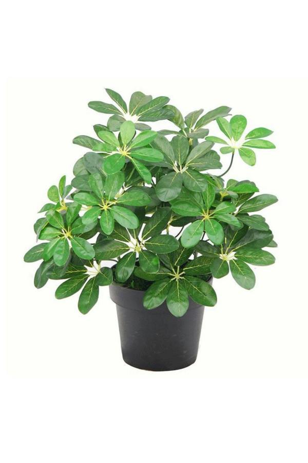 Dyzi Artificial Arboricola Evergreen Plant Small Bush 55cm
