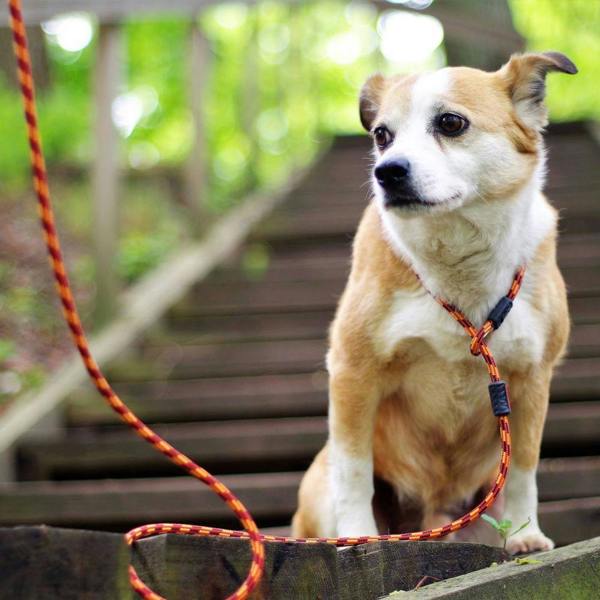 EzyDog Luca Slip Lead in Purple