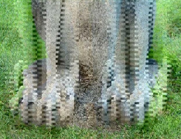 Large Winged Stone Griffin Ornament Gargoyle Gryphon Style