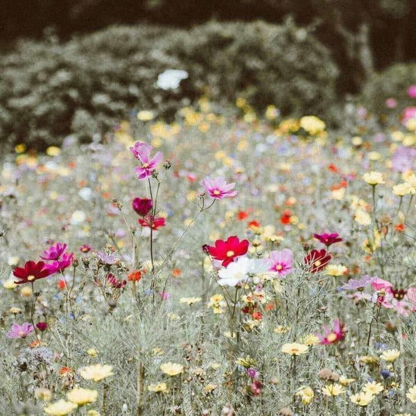 Wildflower Garden Seeds for Sale