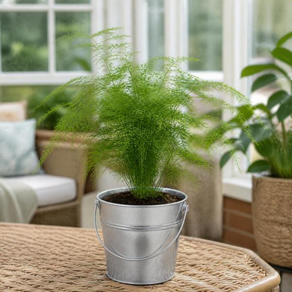 Asparagus Setaceus Lace Fern 12cm Pot Plants By Post