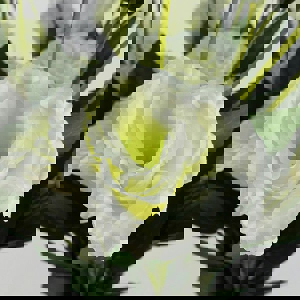 Leaf Pack of 6 x 80cm Artificial White Wild Rose Stem - 36 Flowers