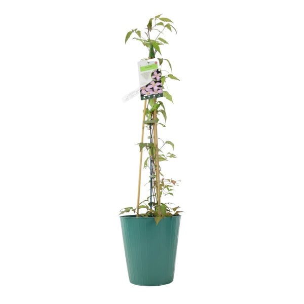Clematis Montana Vera – 3 L Pot – Vanilla-Scented Spring Climber plants by post