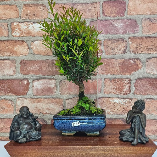 Yorkshire Bonsai Brush Cherry (Syzygium) Bonsai Tree | Broom | In 15cm Pot