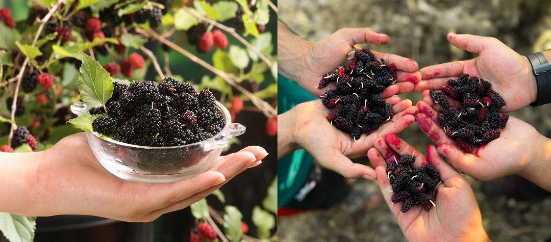 Direct Plants 2 Mixed Morus Mulberry Fruit Plants for Garden & Patio Mojo & Giant 2/3 Litre Pots By Direct Plants