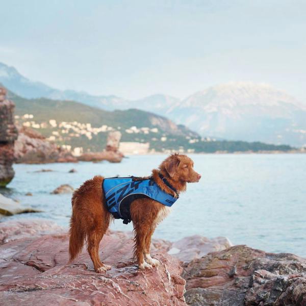 EzyDog DFD X2 Boost Dog Life Jacket in Blue