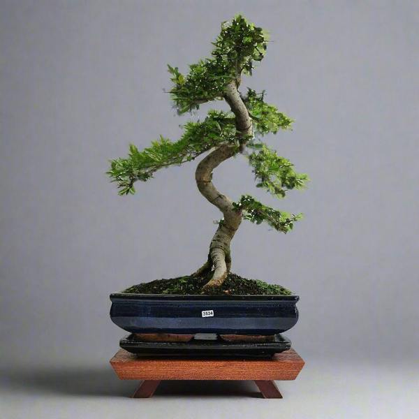 Yorkshire Bonsai Large Chinese Elm (Ulmus Parvifolia) Bonsai Tree | Shaped | In 35cm Pot - 3534