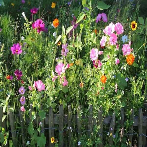 Wildflowers growing in shade, including Columbine, Foxgloves, Sweet Alyssum, Lemon Balm, and Forget-Me-Nots. wild flowers seeds for shade