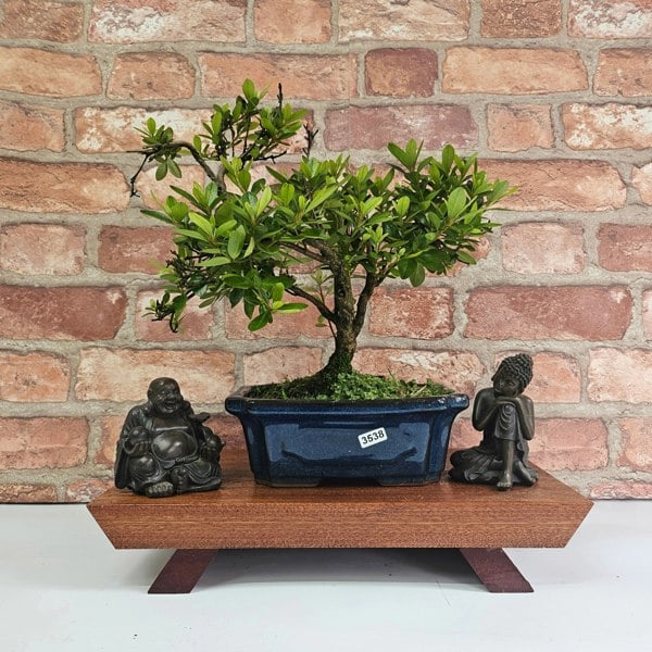 Yorkshire Bonsai Azalea (Rhododendron) Bonsai Tree | Shaped | In 15cm Pot