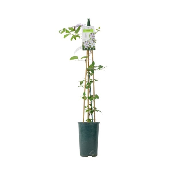 Clematis Samaritan Jo – 3L Pot – Compact Silver Pink Flowering Patio Clematis plants by post