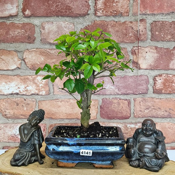 Yorkshire Bonsai Bird Plum (Sageretia) Bonsai Tree | Broom | In 15cm Pot