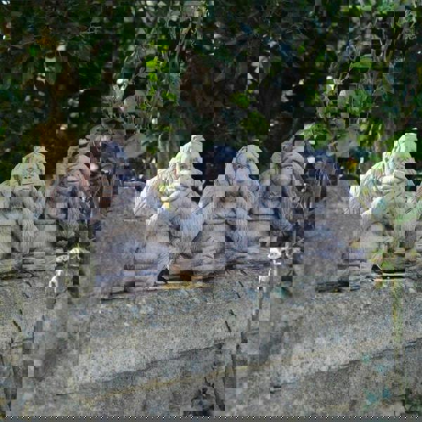 Set of 3 wise monkeys Garden figurines