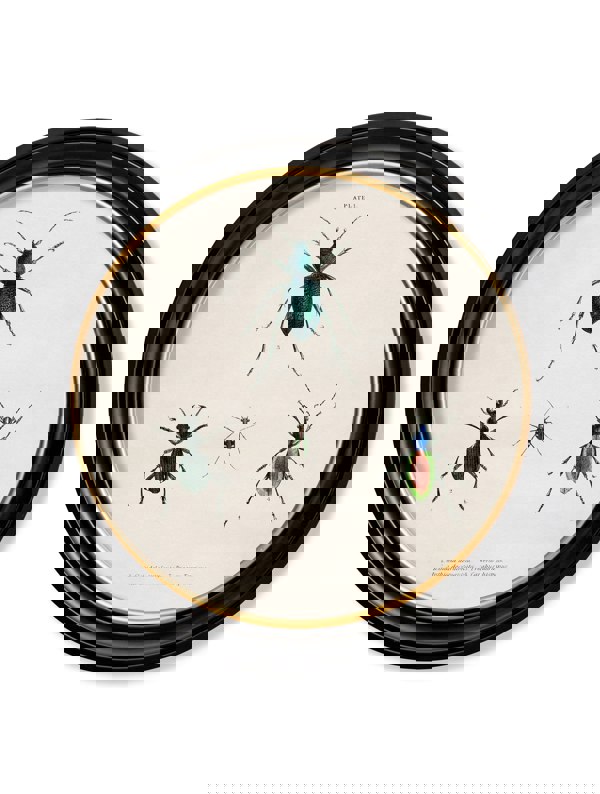 Exceptional Art c.1836 Beetle Plates - Round Frame
