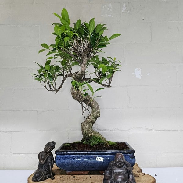 Yorkshire Bonsai Ficus Microcarpa (Banyan Fig) Indoor Bonsai Tree | Shaped | In 25cm Pot