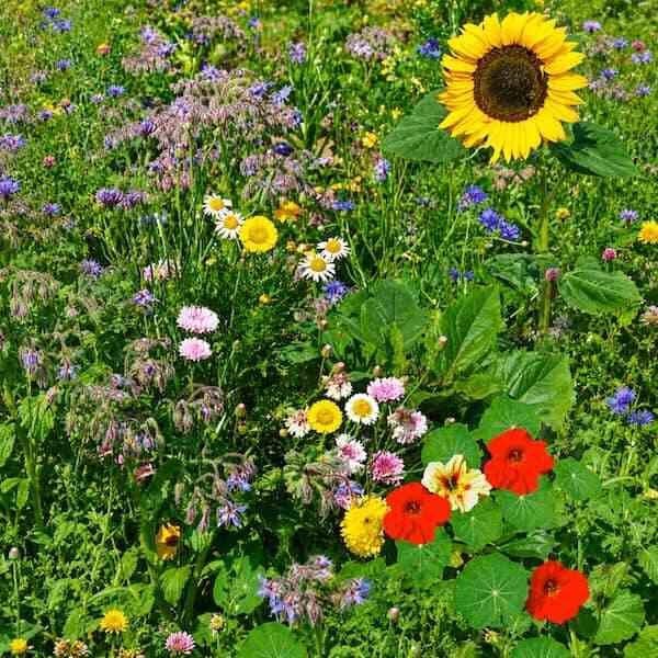 Edible flower mix seeds producing colorful, food‑safe blooms for salads, cakes, drinks, and garden decoration.