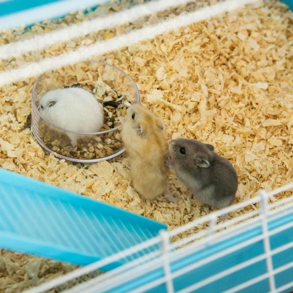 Two small hamsters on bedding inside a light blue wire hamster cage.