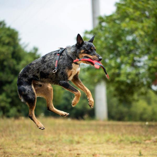 EzyDog DogStar Flyer Frisbee