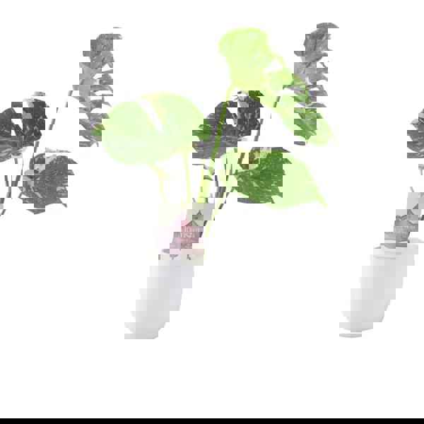 Monstera Thai Constellation – A Rare & Highly Sought-After Variegated Houseplant Plants By Post