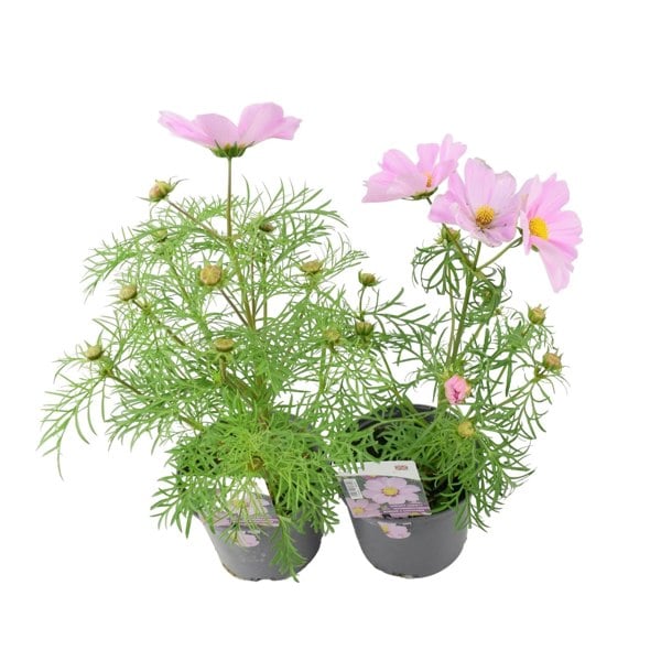 Cosmos Pink 1L Pot x 2