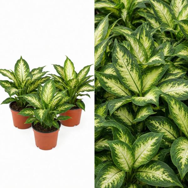 Dieffenbachia Camilla Dumb Cane 12cm Pot Plants By Post