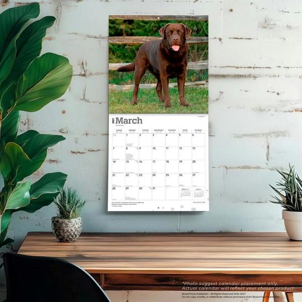 Chocolate Labs Calendar 2027, Wall Calendars, Month To View, Dogs, Gift