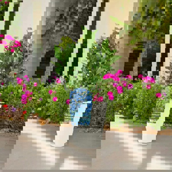 Hydrangea Macrophylla Blue Plants By Post