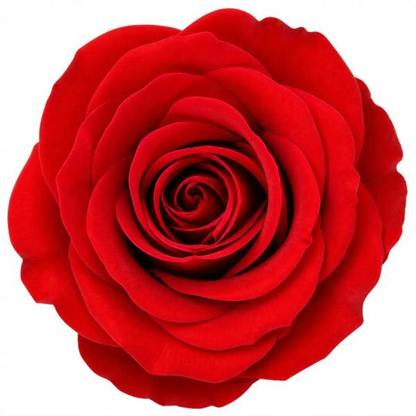 7.5L Standard Rose Tree Red 100-110cm - Classic Flowering Garden Rose Plant