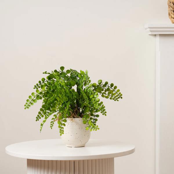 Scottish Everlastings 28cm Fern in Speckled Ceramic Pot