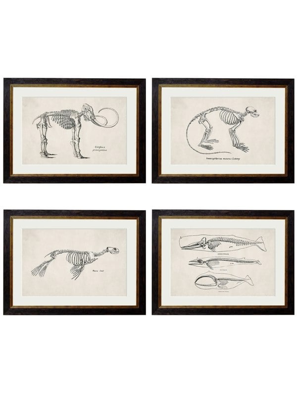 Exceptional Art c.1870 Anatomical Skeletons