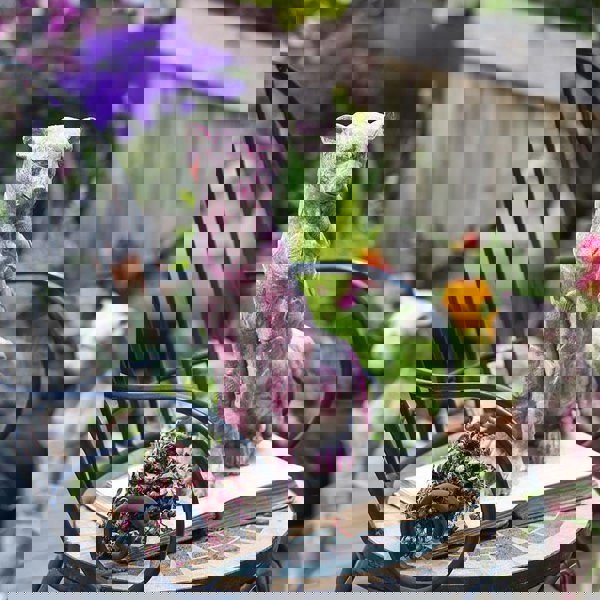 AN2 Garden Decoration, A Set Of Two Dog Statues-Weilai Concept-Weilai Concept