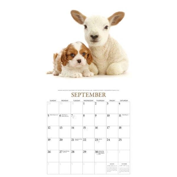 Puppies & Friends Calendar 2027, Wall Calendars, Month To View, Dogs, Gift