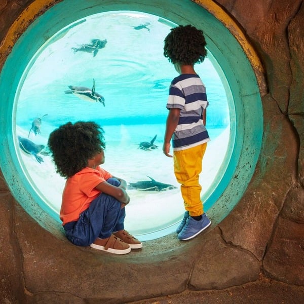 Virgin Experience Days Visit to London Zoo for Two Adults and Two Children