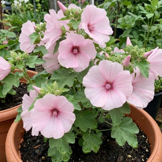 Lavatera Barnsley Baby 2L Pot – Hardy Flowering Shrub with Soft Pink Blooms