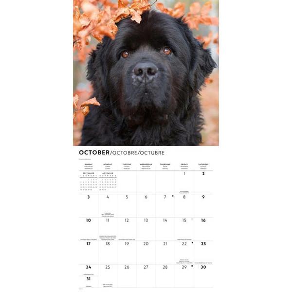 Newfoundlands Calendar 2027, Wall Calendars, Month To View, Dogs, Gift