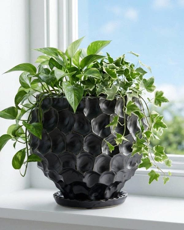 Green potted plant in a black textured pot on a windowsill with a view of trees outside.
