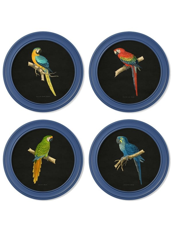 Exceptional Art C.1884 Collection of Macaws in Round Frames Blue