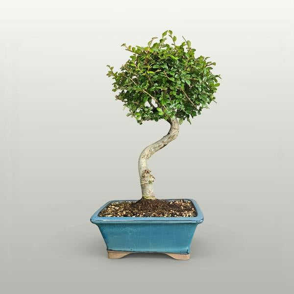 Chinese Elm (Ulmus Parvifolia) Bonsai Tree | Semi-Shaped | In 22cm Pot - Yorkshire Bonsai standardised image 20260612-154052