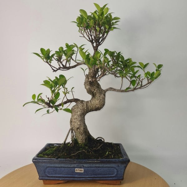 Ficus Microcarpa (Banyan Fig) Indoor Bonsai Tree | Shaped | In 25cm Pot