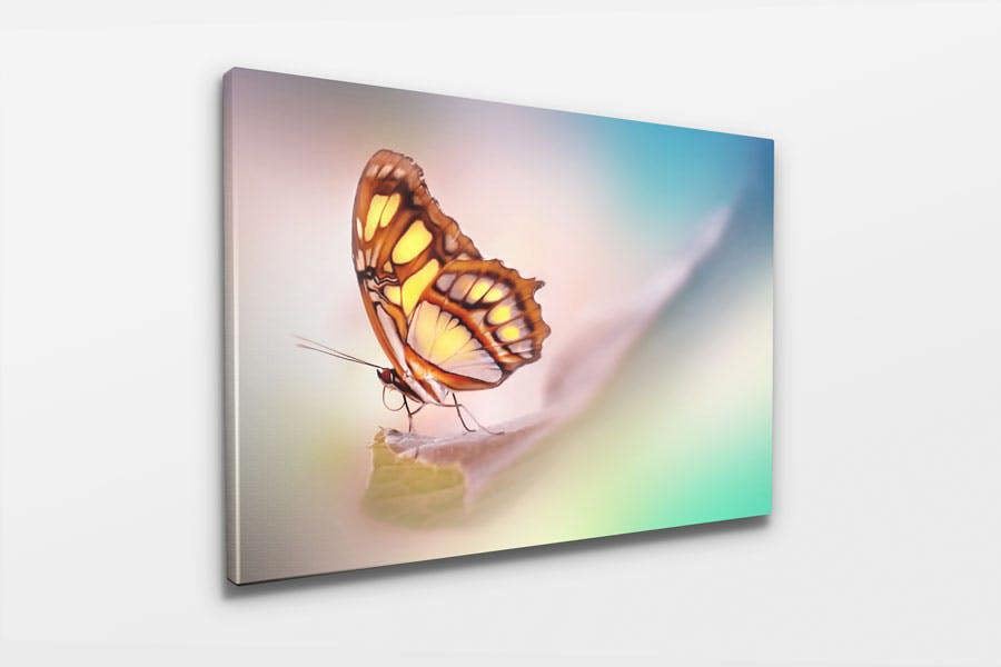 butterfly insect art print