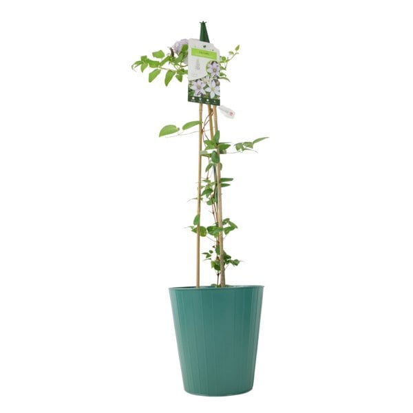 Clematis Samaritan Jo – 3L Pot – Compact Silver Pink Flowering Patio Clematis plants by post
