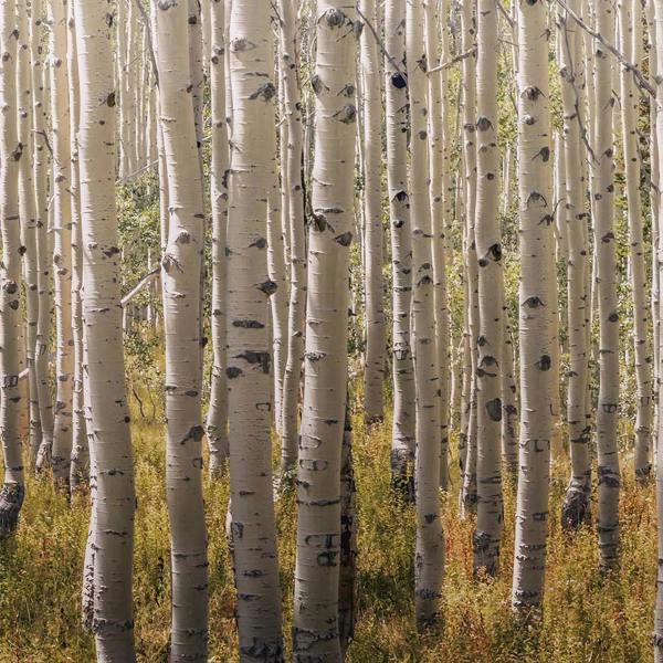 Grandeco Photographic Autumn Birch Trees 3 lane repeatable Textured Mural, 1.59 x 2.8m