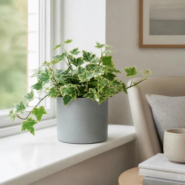 Hedera Variegated Ivy 12cm Pot Plants By Post