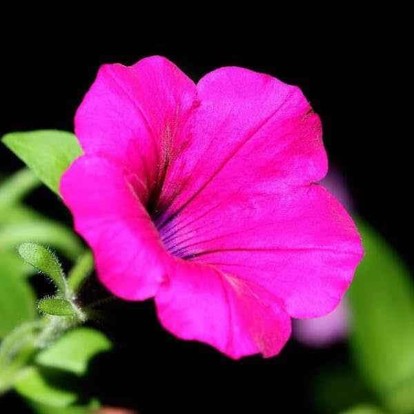 Petunia Nana Compacta seeds – compact bedding petunia flowers ideal for pots and borders