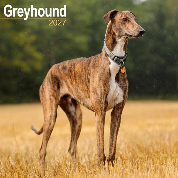 Greyhound Calendar 2027, Wall Calendars, Month To View, Dogs, Gift
