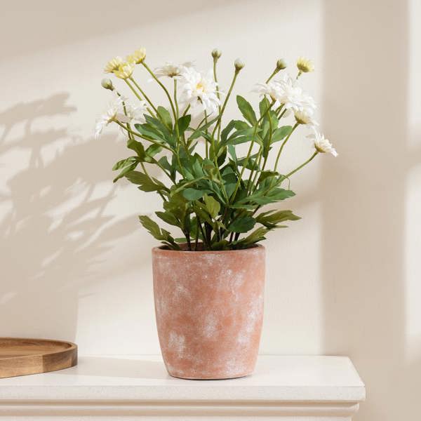 Scottish Everlastings 35cm Classic Daisy in Terracotta Pot