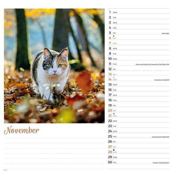 Cats Calendar 2027, Wall Calendars, Month To View, Cats, Gift