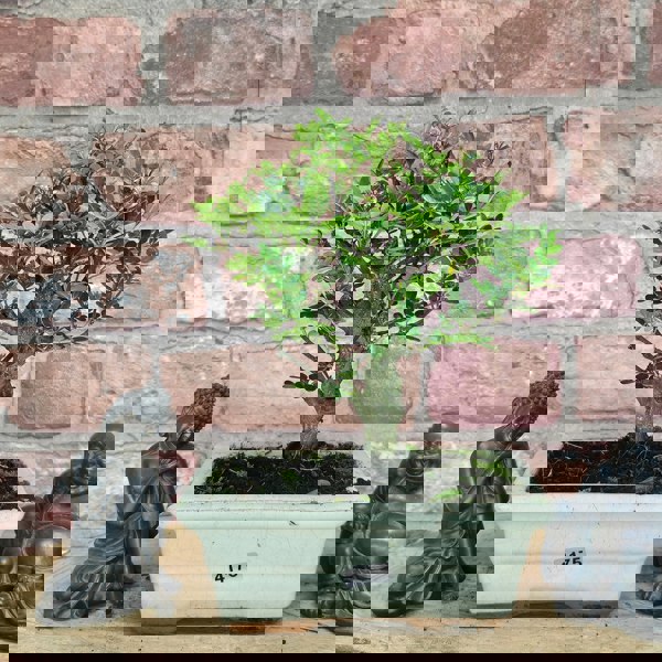 Yorkshire Bonsai Chinese Pepper (Zanthoxylum Pipertum) Bonsai Tree | Broom | In 15cm Pot