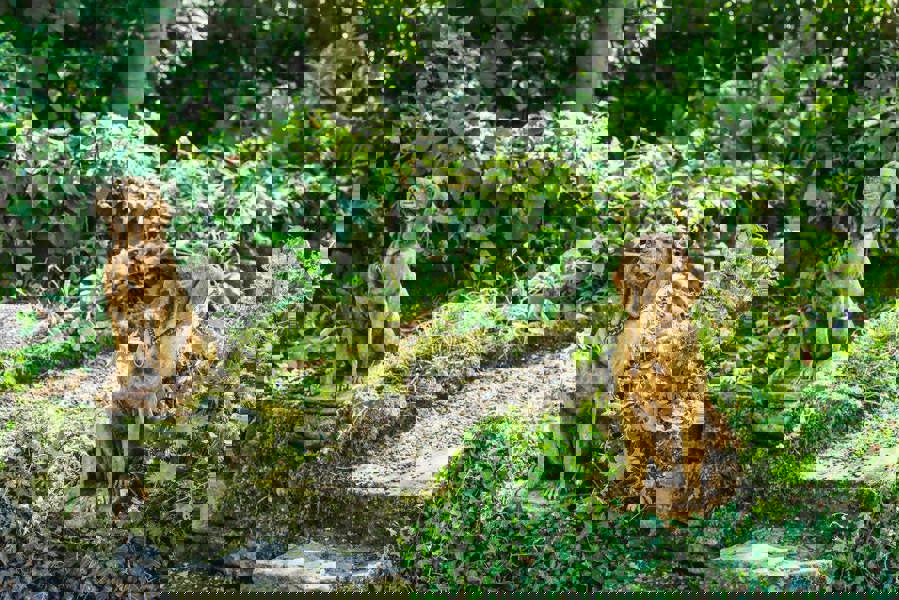 Pair of Life Size Hound Statues